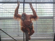 Orang Utan.jpg